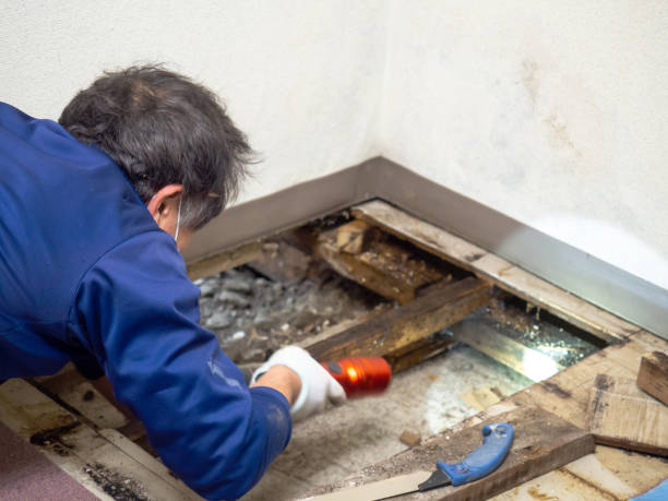 Best Home Mold Removal  in Ruidoso, NM