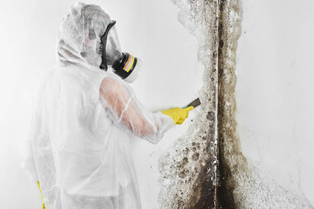 Best Mold Removal and Inspection  in Ruidoso, NM