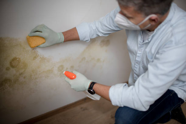 Best Residential Mold Removal  in Ruidoso, NM