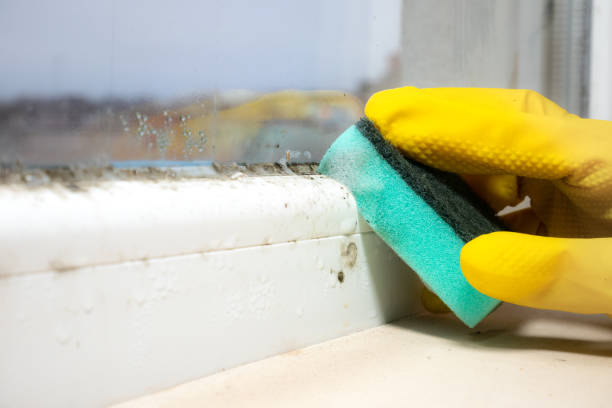 Best Mold Removal Near Me  in Ruidoso, NM