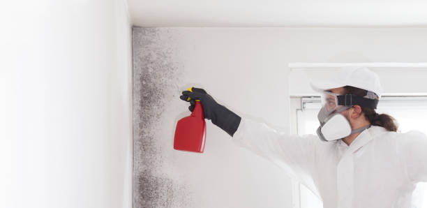 Best Certified Mold Removal  in Ruidoso, NM