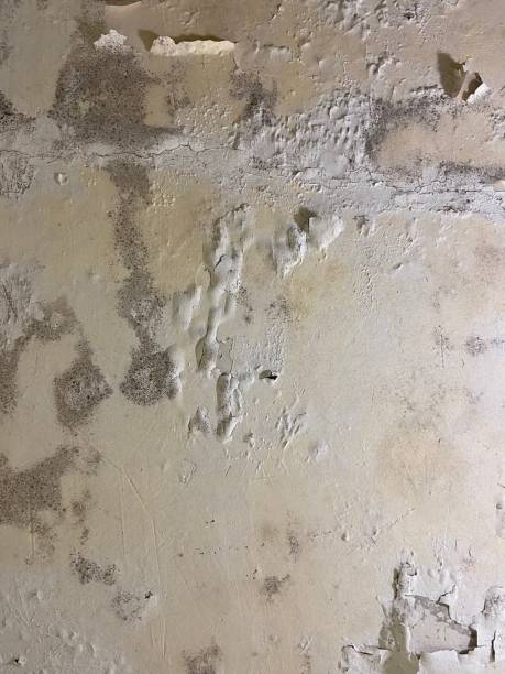 Best Mold Damage Repair  in Ruidoso, NM