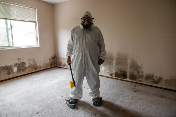 Mold Removal and Inspection in Ruidoso, NM
